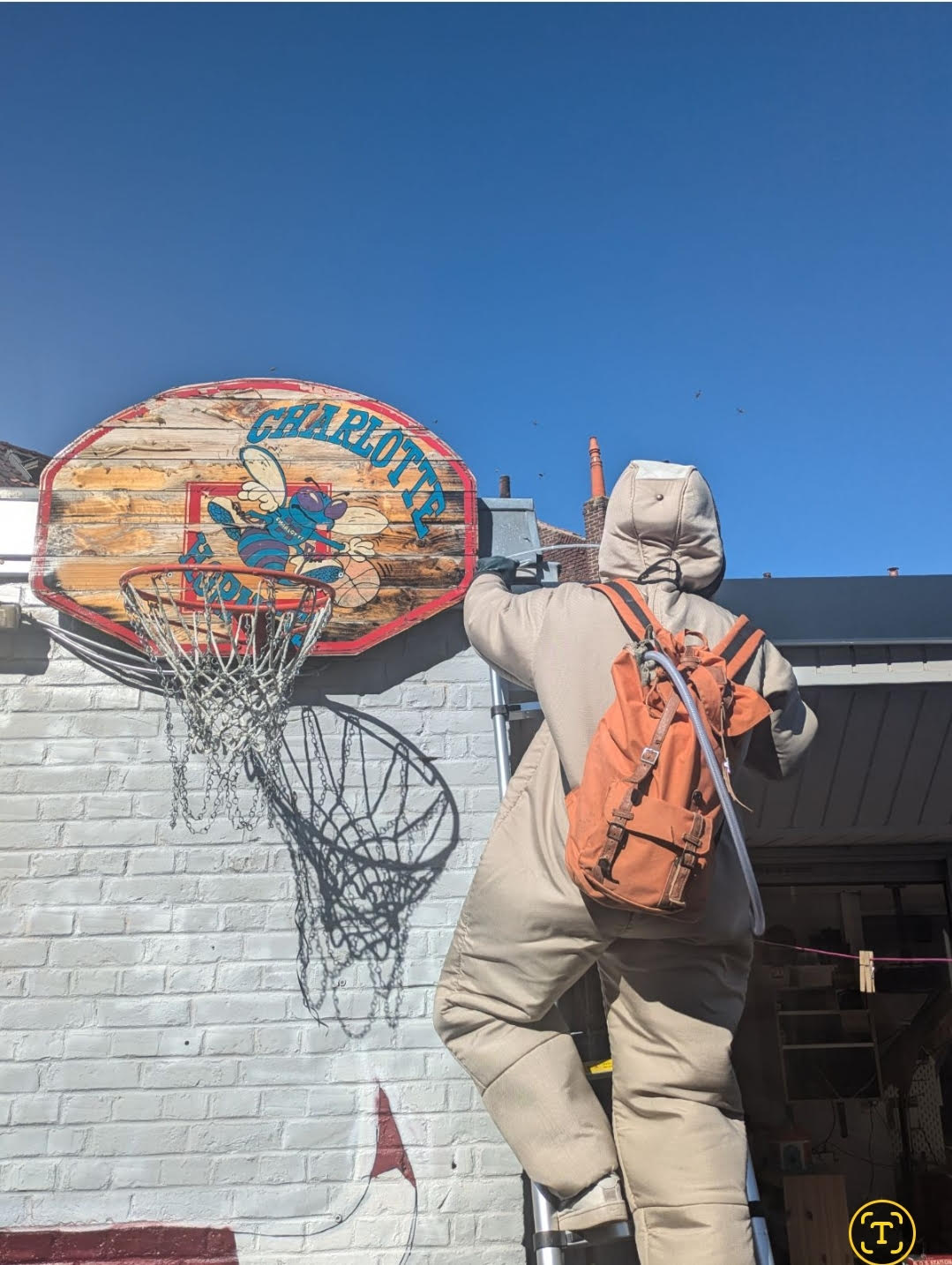 nid de guêpes panier de basket charlotte